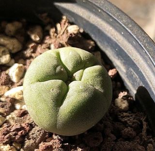 Astrophytum Ariocarpus Rare Cactus Seeding And Own Root.  3.  0cm Across