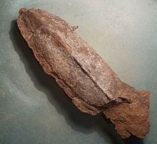 Rare 12cm Dorsal Shield Of Armored Fish Wiegeltaspis Alta; Devonian Of Ukraine