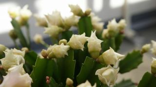 Rare " White Rose " Cultivar Christmas Cactus Truncata Thanksgiving Plant Last 1