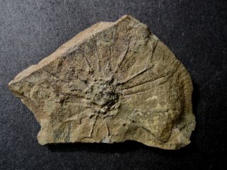 Rare Choia Circular Echinoderm Fossil - Utah