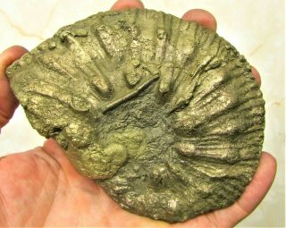 Rare Huge Golden Pyrite Liparoceras 120 Mm Jurassic Ammonite Fossil Uk Minerals