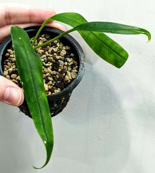 Rare Anthurium Bakeri Long Strap Leaf Dark Green Leaves Not Variegated