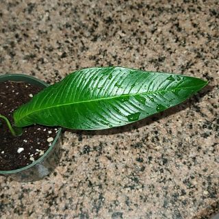 Philodendron Lynette ☆ Indoor Grown ☆ Rare Tropical Aroid ☆ Semi Hydro