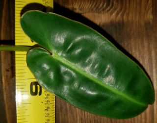 Philodendron Billietiae Rehab Extremely Viable W/ Growth Rare Aroid