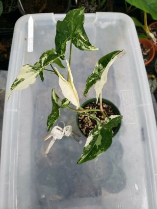 RARE variegated syngonium podophyllum albo variegata HALF MOON aroid. 3