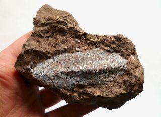 Early Devonian Armoured Unusual And Rare Heterostraci Weigeltaspis Fossil