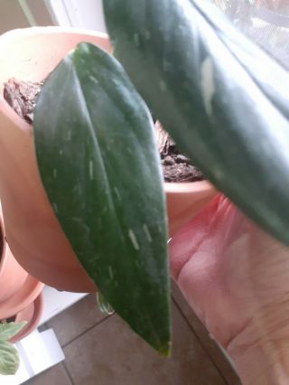 Variegated Monstera Standleyana Rare Aroid Philodendron Rooted