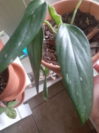 Variegated Monstera Standleyana Rare Aroid Philodendron Rooted 2