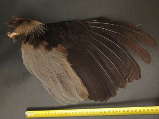 Rare Grey - Winged Trumpeter Real Wing Feather Art Craft Taxidermy Pow Pow