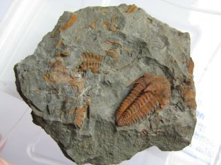 And Very Rare Trilobite.  Kingaspidoides Amousleken Cambrian.  Morocco.  Nºv