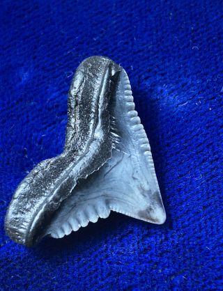 Rare Galeocerdo Casei Fossil Oligocene Tiger Shark Tooth Sc