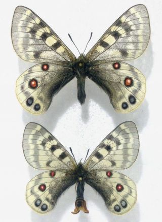 Lepidoptera.  Parnassius Imperator Namchawarwanus,  Pair,  A -,  Tibet,  Rare