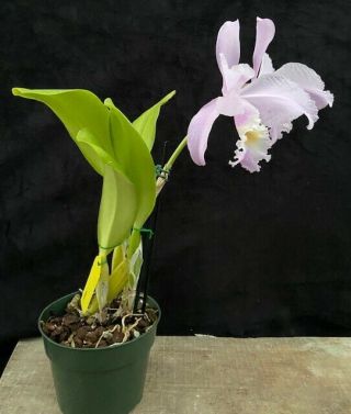 Rare Cattleya Orchids - C Veriflora (labiata x trianaei) IN BLOOM 2