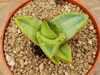Agave Titanota Variegated Rare Type On Roots Pot 8 Cm Cactus