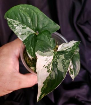 Syngonium Silver Albo Varigated 7,  Not Monstera,  Or Philodendron,  Rare,  Aroid