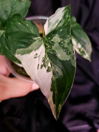 Syngonium silver albo varigated 7,  not monstera,  or philodendron,  rare,  aroid 2