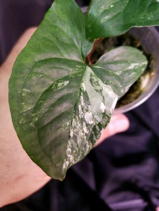 Syngonium silver albo varigated 7,  not monstera,  or philodendron,  rare,  aroid 3