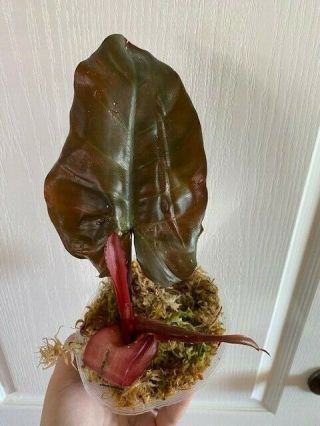Rare Philodendron Dark Lord Rooted Top Cut
