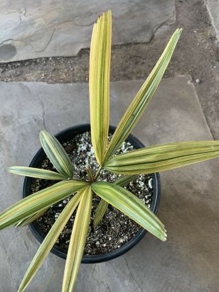 Rhapis Excelsa ‘lady Palm’ Variegated/monstera/albo/rare/philodendron