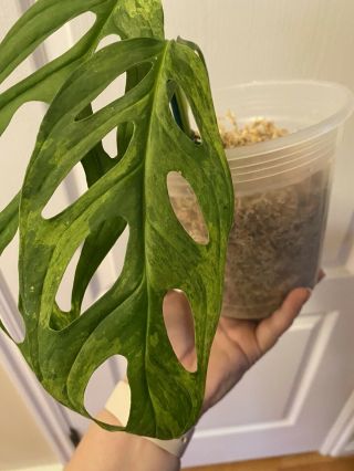 Very Rare Monstera Adansonii Variegated Fully Rooted Plant.