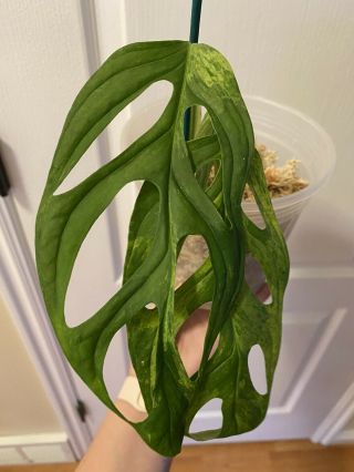 VERY RARE Monstera Adansonii Variegated Fully Rooted Plant. 2