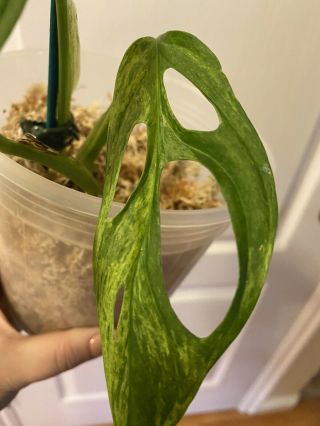 VERY RARE Monstera Adansonii Variegated Fully Rooted Plant. 3