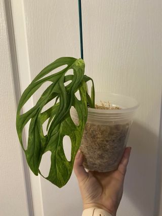 VERY RARE Monstera Adansonii Variegated Fully Rooted Plant. 4