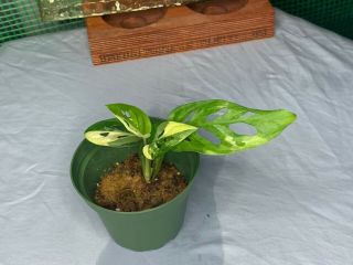 Monstera Adansonii Fully Rooted Health Rare Plant 5