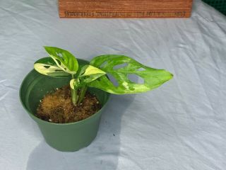 Monstera Adansonii Fully Rooted Health Rare Plant 6