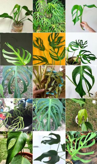 Extremely Rare Monstera Sp.  (dilacerata) Multi Node With Growth Rare Aroids