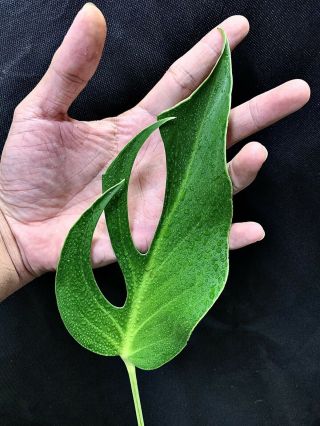 EXTREMELY RARE Monstera Sp.  (Dilacerata) Multi Node With Growth Rare Aroids 2