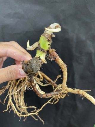 EXTREMELY RARE Monstera Sp.  (Dilacerata) Multi Node With Growth Rare Aroids 4