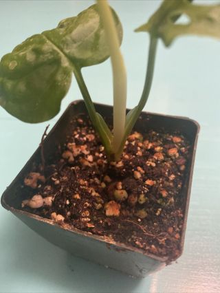 Monstera Adansonii Cutting Variegated Rare Rooted 2 Inch Pot 2