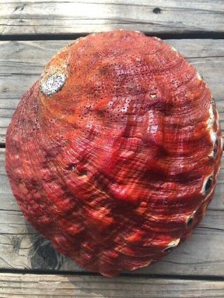 Giant Rare Trophy Red Abalone Shell Haliotis Rufescens 270mm 10.  66 " X 8.  95 "