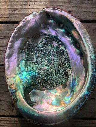 Giant Rare Trophy Red Abalone Shell HALIOTIS RUFESCENS 270mm 10.  66 