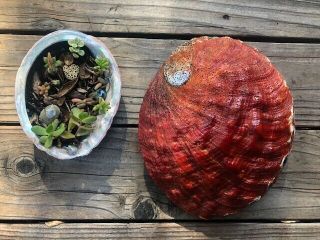 Giant Rare Trophy Red Abalone Shell HALIOTIS RUFESCENS 270mm 10.  66 