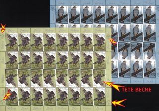 Rare 4 Full Sheet = 32 Full Set With Tete - Beche / Romania 2021 " Falcons " Mnh