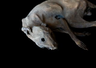 Preserved Skeleton Wet specimen oddities Taxidermy Mummified Bone Skull Odd Rare 3