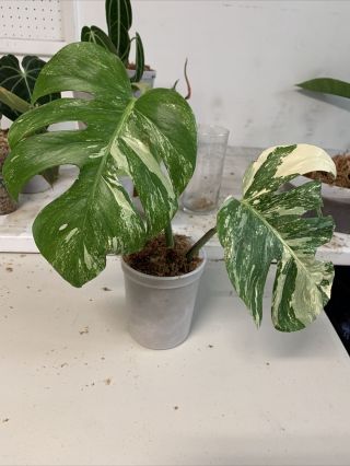 Monstera Albo Top Cutting (rare Aroid) Usps Express Only⬅️⬅️⬅️