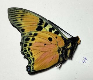CHARAXES FOURNIERAE,  VERY RARE,  Nymphalidae,  Male,  2021 - 44 3