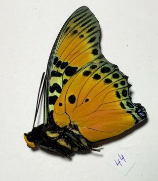 CHARAXES FOURNIERAE,  VERY RARE,  Nymphalidae,  Male,  2021 - 44 4