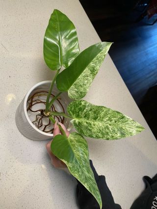 Philodendron Giganteum Variegated Rare Aroid