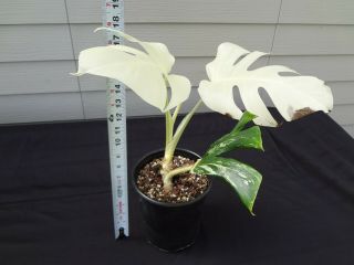 EXTRM White Variegated Monstera Borsigiana Philodendron Rare Aroid 3