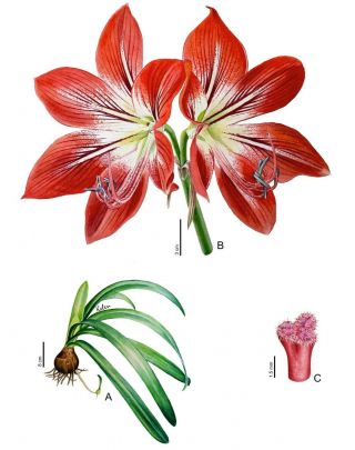 Hippeastrum verdianum - EXTREMELY rare species bulb 1.  8 cm 4