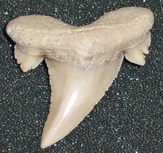 Rare 1 5/8 " Partially Serrated Otodus Aksuaticus Tooth - Early Eocene,  Kz