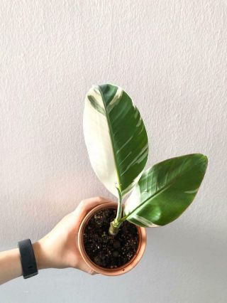 Banana Variegated Plant Rare
