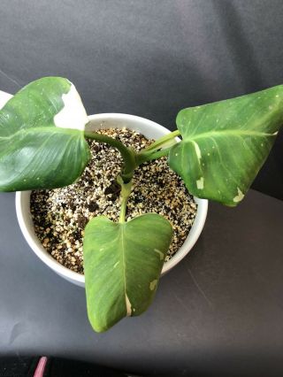 Philodendron ‘white Wizard’ Variegated/monstera/albo/rare