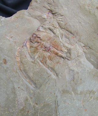 Rare Bristolia Insolens Trilobite Fossil