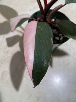 Rare Philodendron Pink Princess Fully Rooted Variegation
