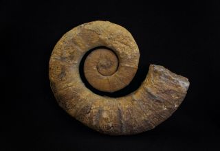 Rare Heteromorph Ammonite Fossil Crioceratites From Russia